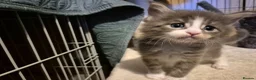 Maine Coon cats for sale:  Maine Coon Kittens Ready for Their Forever Homes! in Mauchline - Advert 5