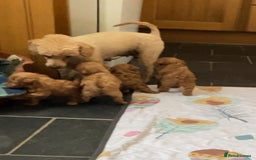 Toy Poodle dogs for sale: ⭐️ Licensed Breeder ⭐️ Toy Poodles Show Lines - Image 2