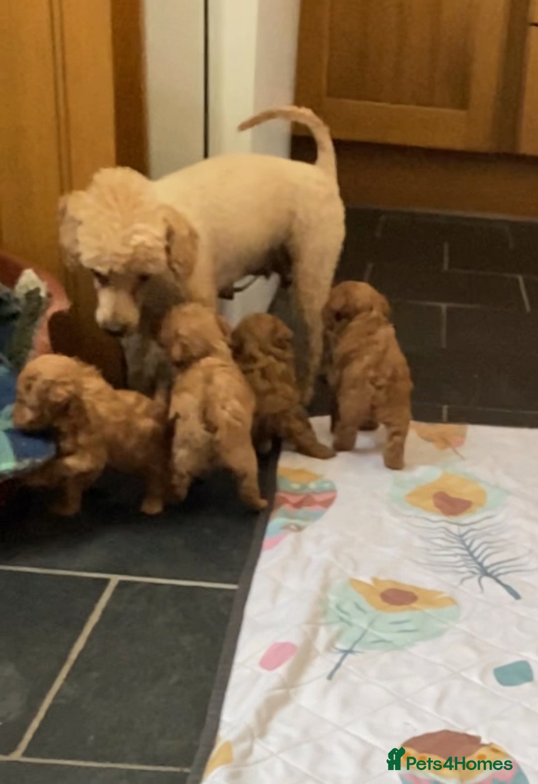 Toy Poodle dogs for sale: ⭐️ Licensed Breeder ⭐️ Toy Poodles Show Lines - Image 2
