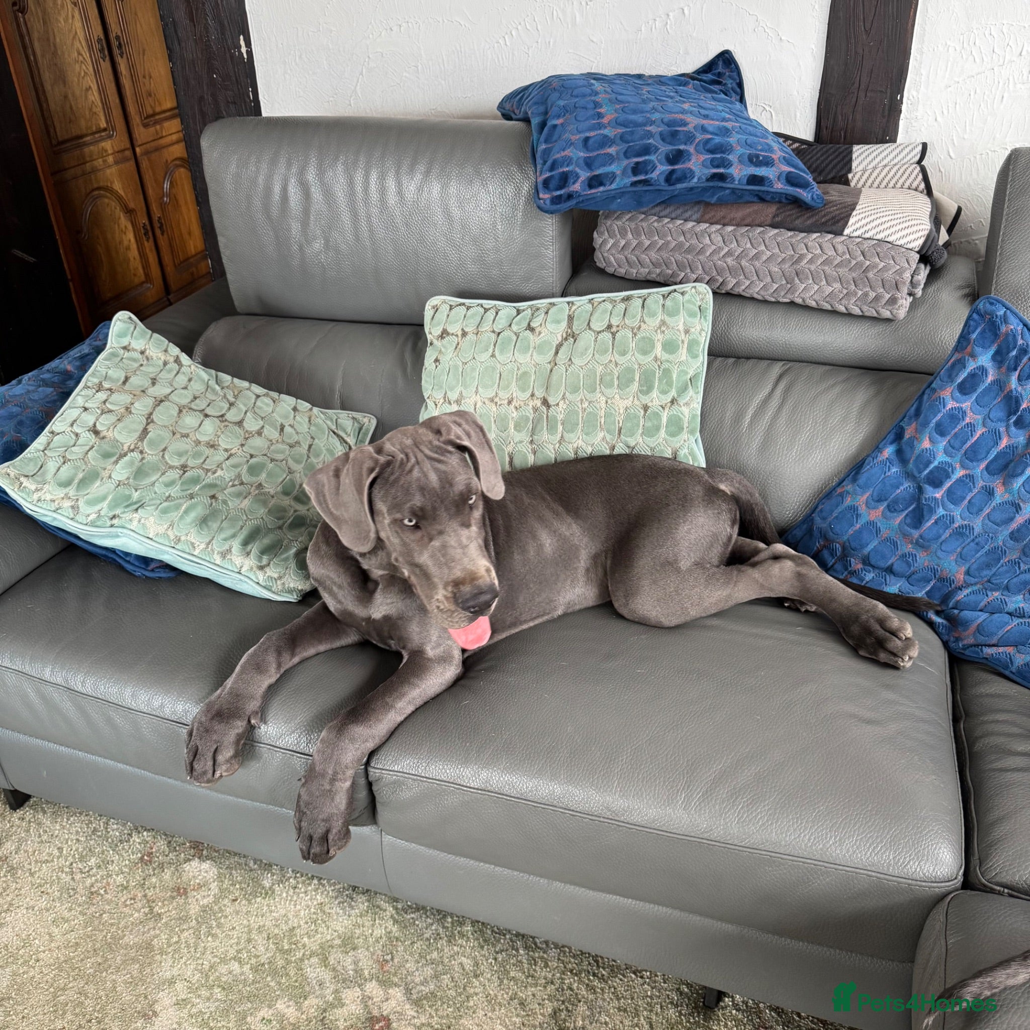 Great Dane dogs One beautiful Boy available  - Advert 1