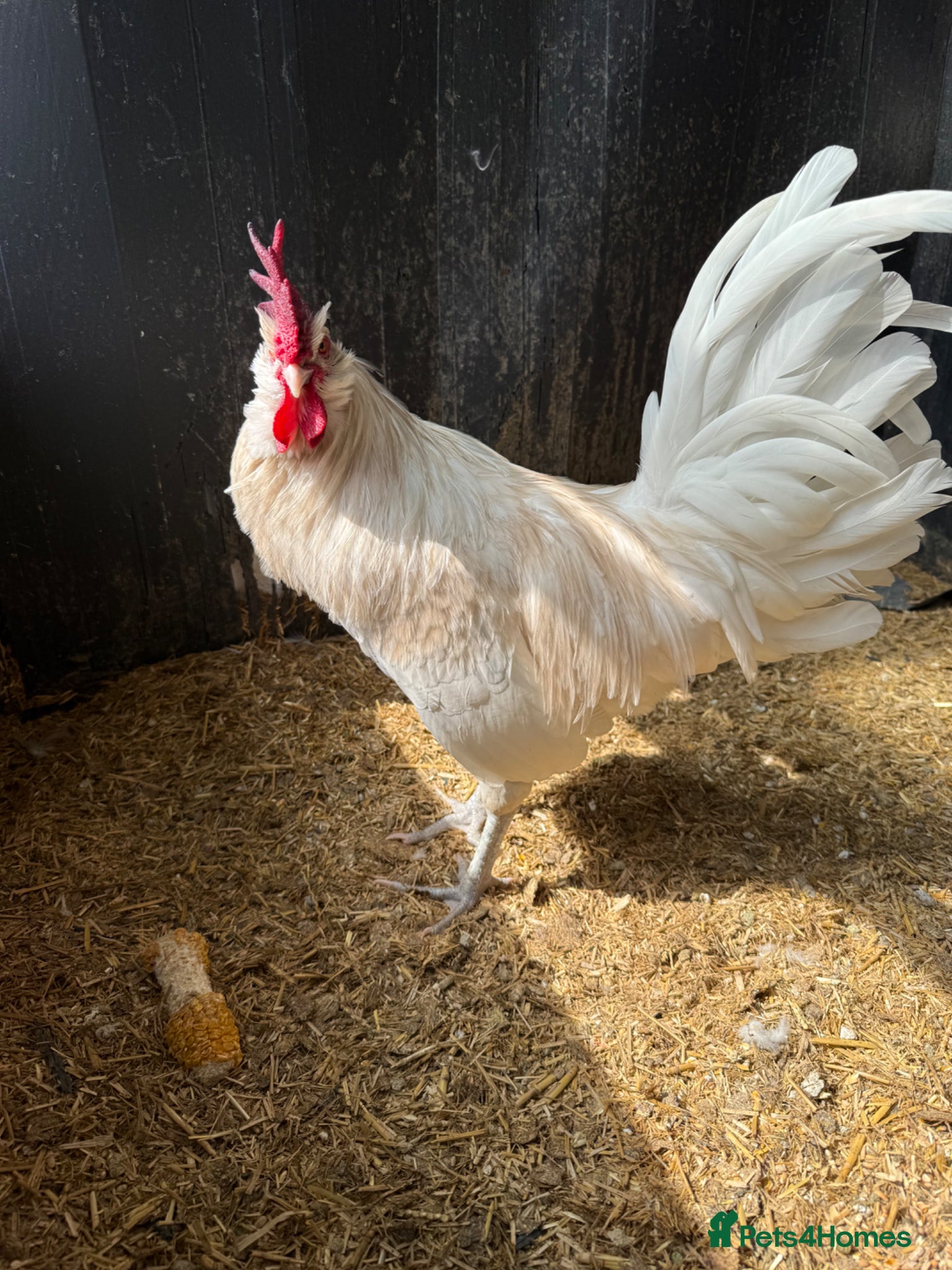 Chickens poultry Boys for rehoming  - Advert 2