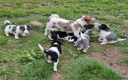 Jack Russell dogs for sale: Jack Russell Pups REDUCED - Image 1