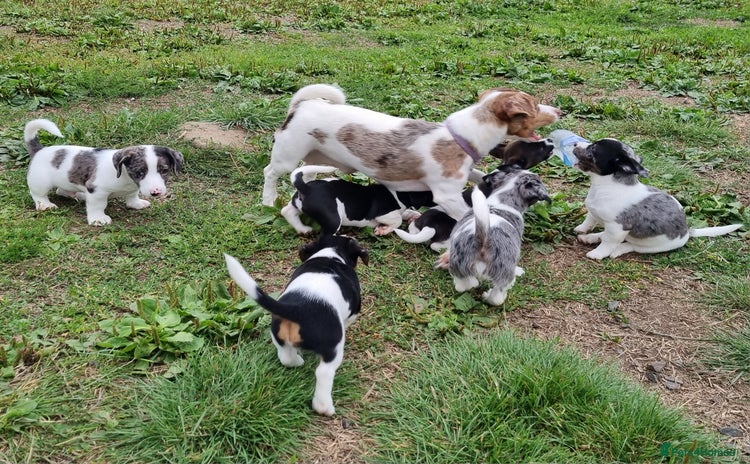 Jack Russell dogs - Advert 1
