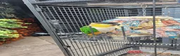 Parrots birds for sale: Caique in Middlesbrough - Advert 2