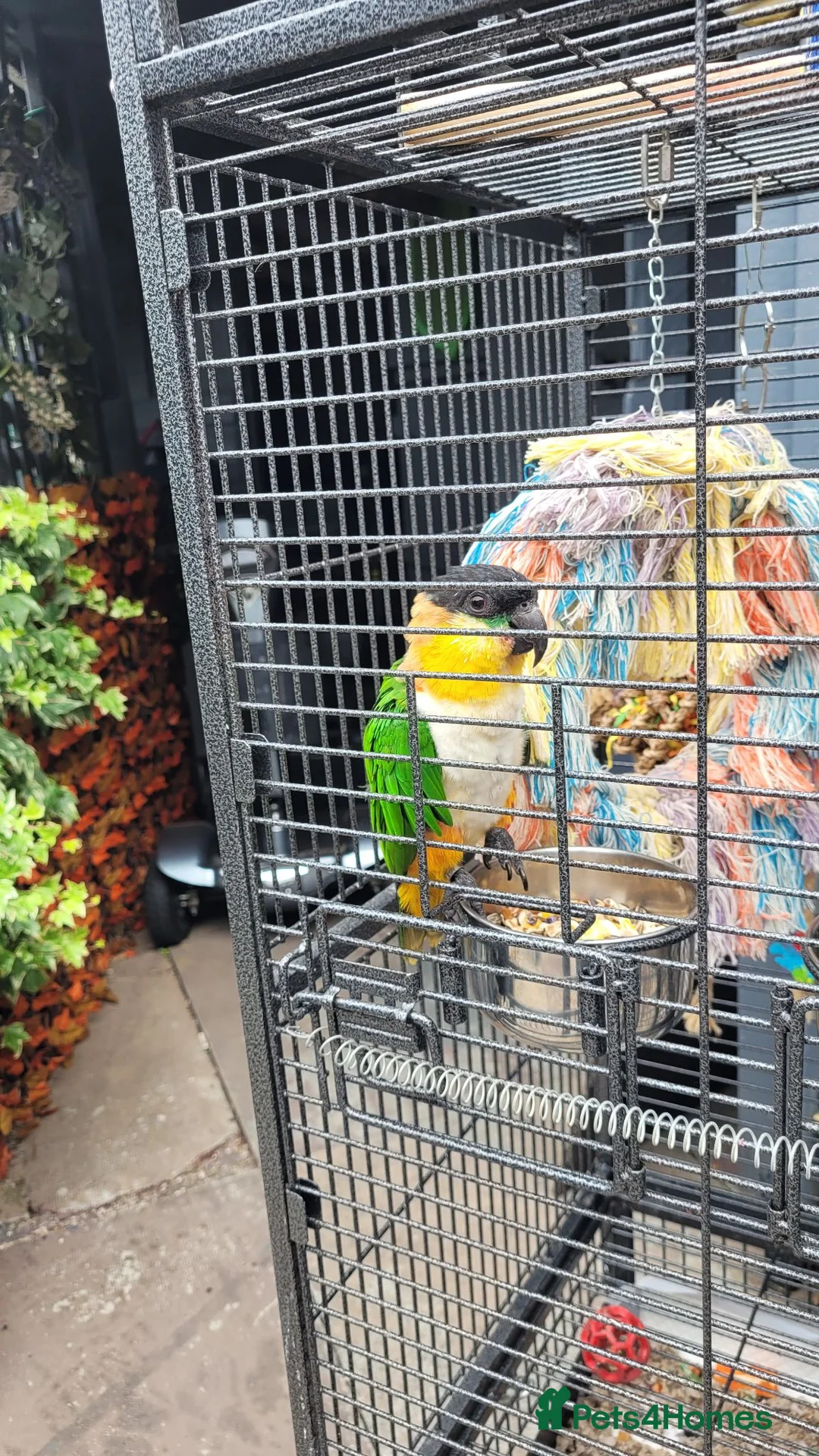 Parrots birds for sale: Caique in Middlesbrough - Advert 2