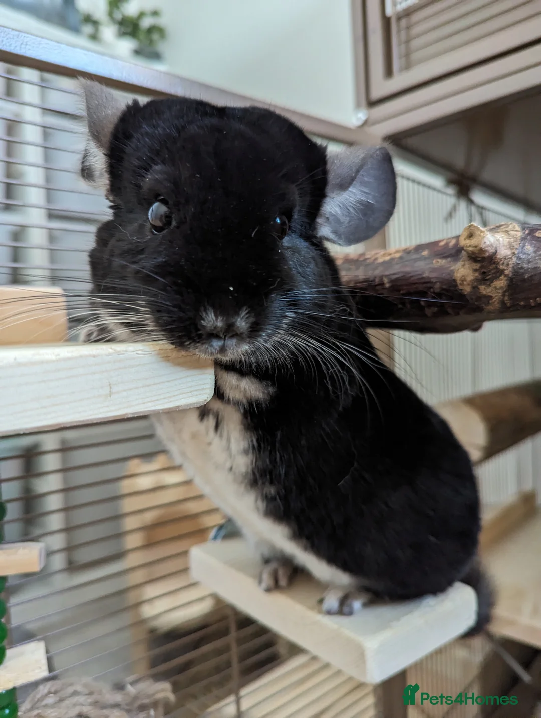 Chinchilla rodents for sale: Two Male Chinchillas with Cage and Set-Up - Advert 12
