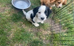 Cocker Spaniel dogs for sale: Working cocker pup, price reduced - Image 5
