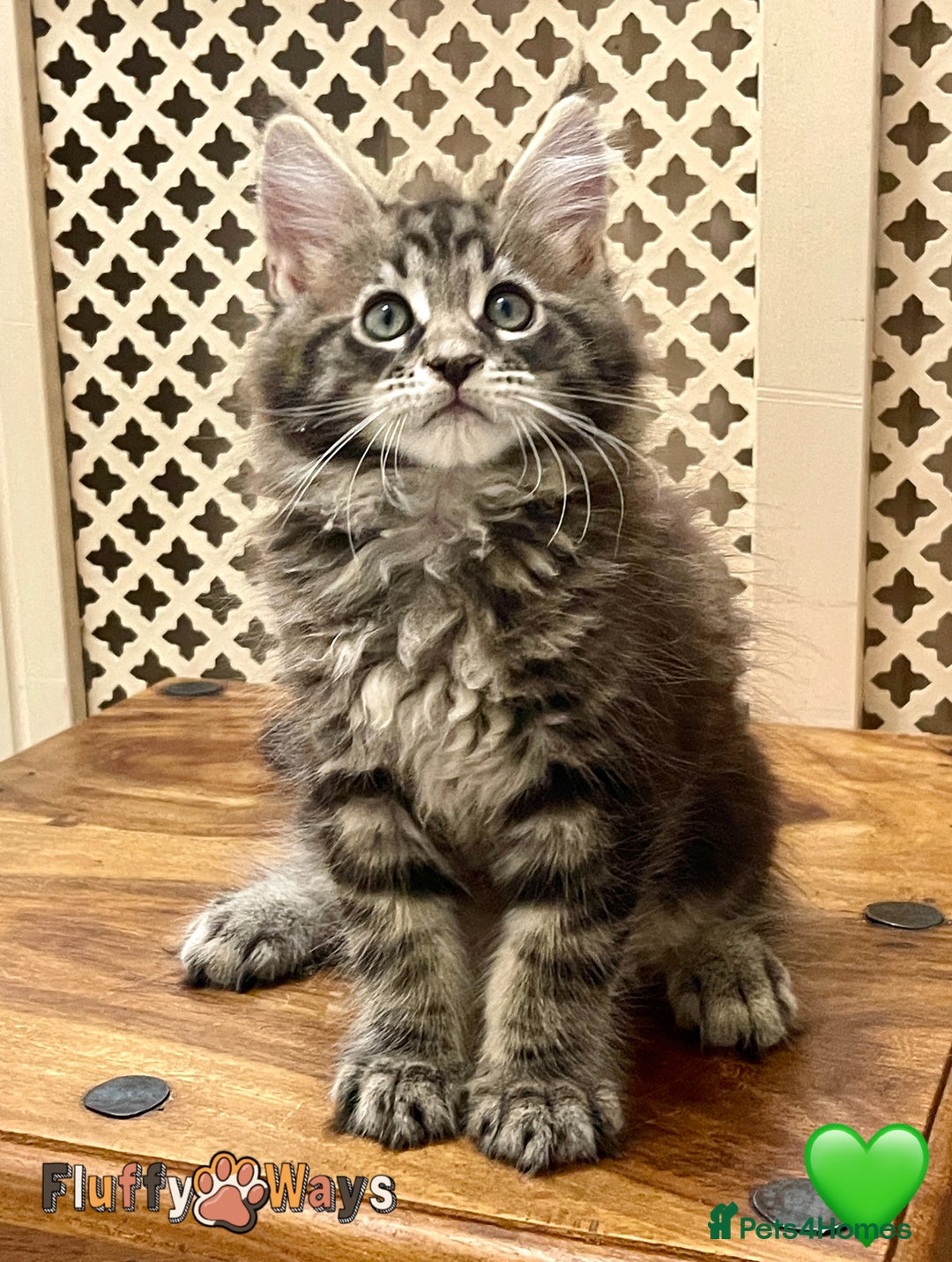 Maine Coon cats for sale: 🐾🦁 *TICA* MAINE COON KITTENS 🧬 DNA CLEAR 🦁🐾 - Image 4