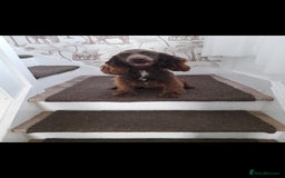 Cockapoo dogs for sale: Beutifull cockapoos  - Image 13