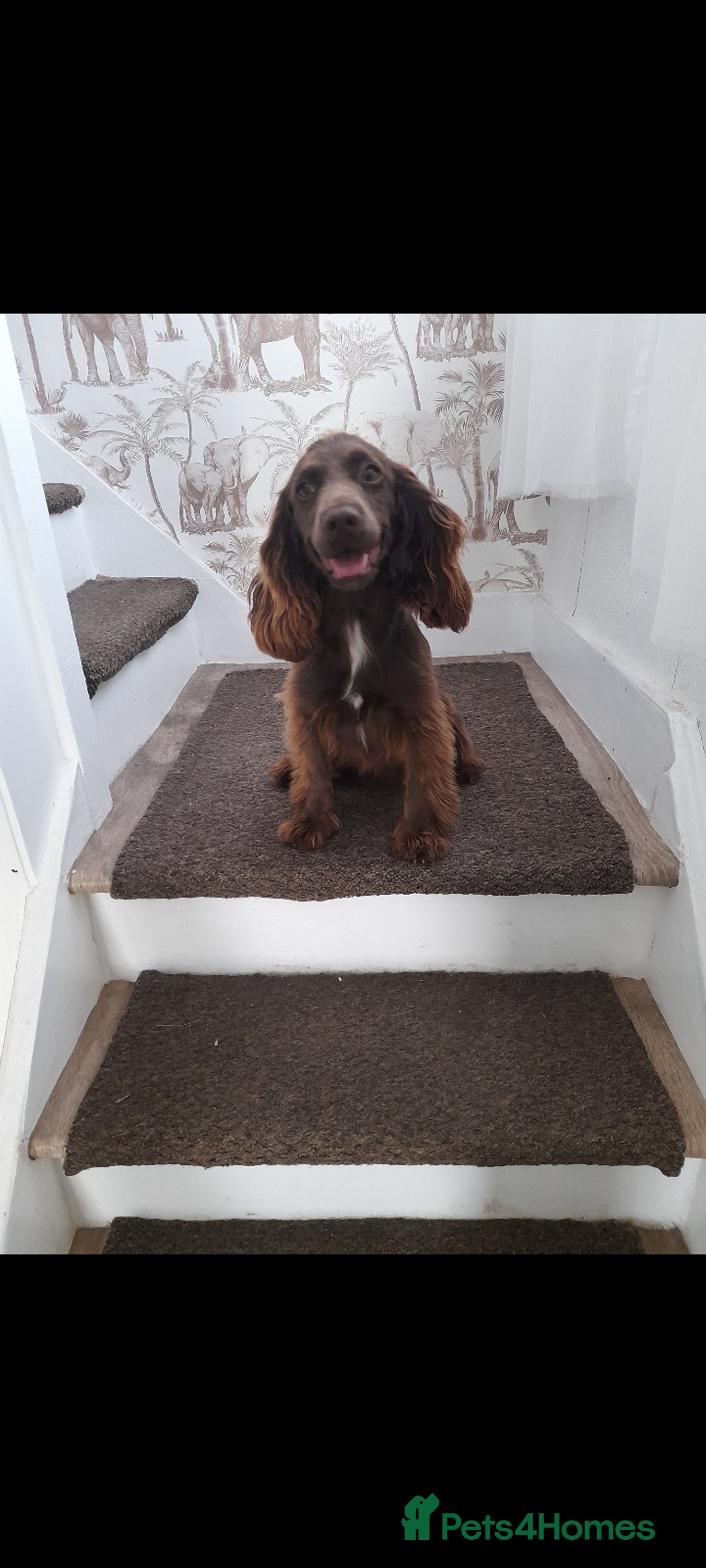 Cockapoo dogs for sale: Beutifull cockapoos  - Image 13