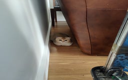 Scottish Fold cats for sale: Scottish Fold girl & Straight boy, 1 yr siblings - Image 5