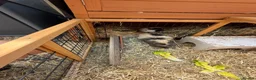 Guinea Pig rodents for sale: Guinea Pigs x 2 male + hutch and everything needed - Advert 9