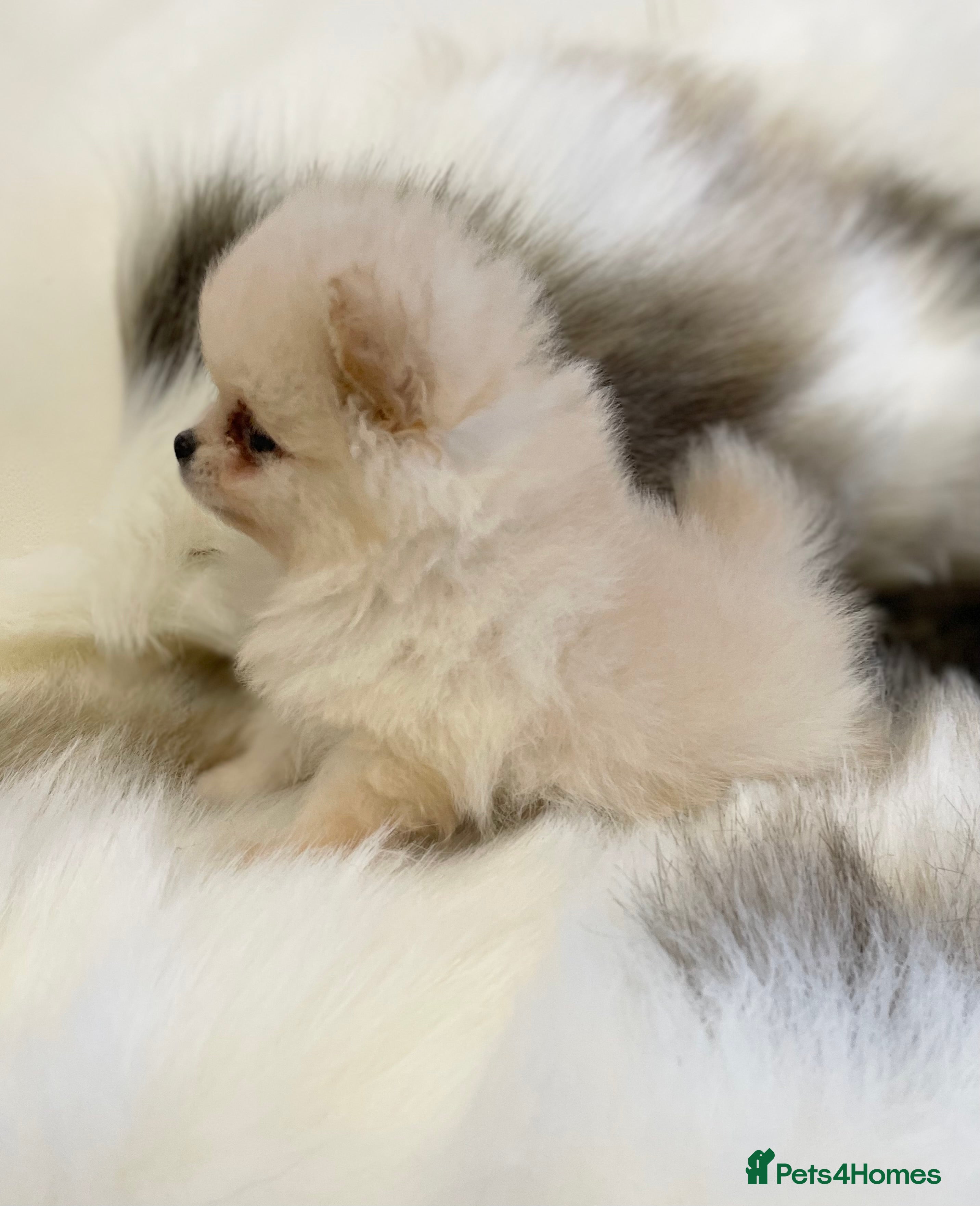 Pomeranian dogs TWO OUTSTANDING KC POMERANIAN BOYS AVAILABLE  - Advert 5