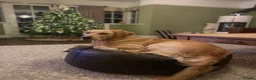 Golden Retriever dogs for sale: Premium Golden Retriever Puppies - Advert 4