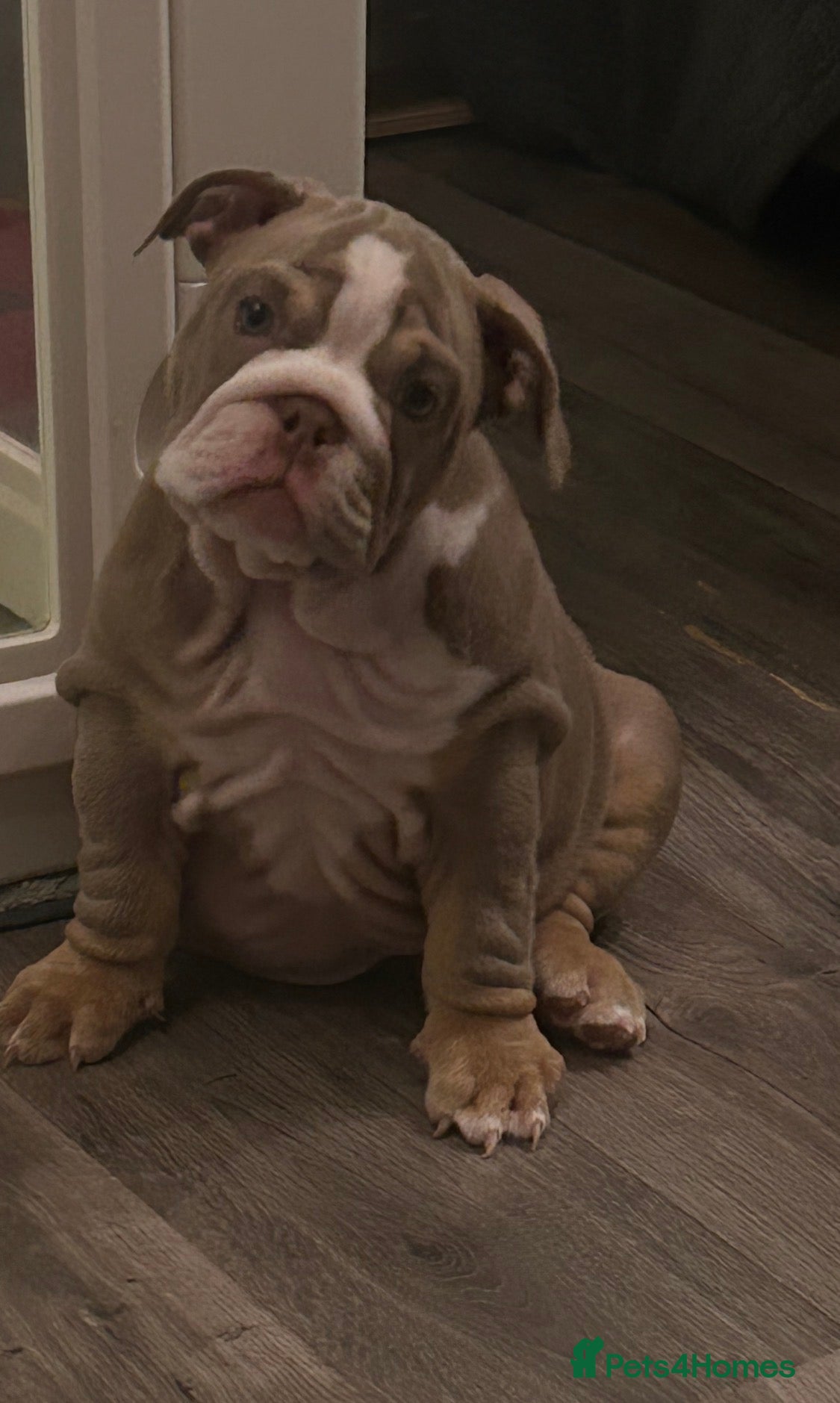 English Bulldog dogs Winnie’s amazing litter of 6 beautiful babies - Advert 2