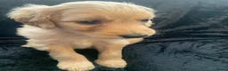 Labradoodle dogs for sale: Stunning Apricot & Cream Labradoodle Puppies  - Advert 7