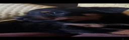 Rottweiler dogs for sale: Beautiful litter of rottweiller puppies - Advert 7