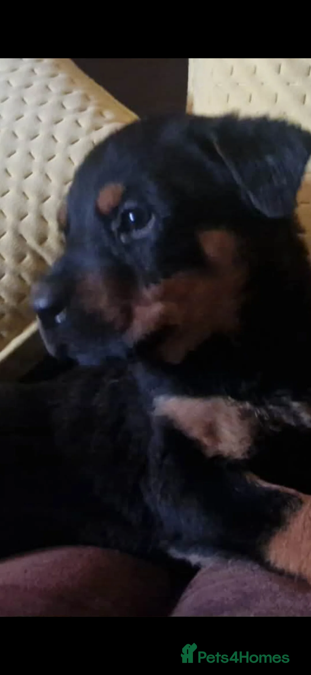 Rottweiler dogs for sale: Beautiful litter of rottweiller puppies - Advert 7