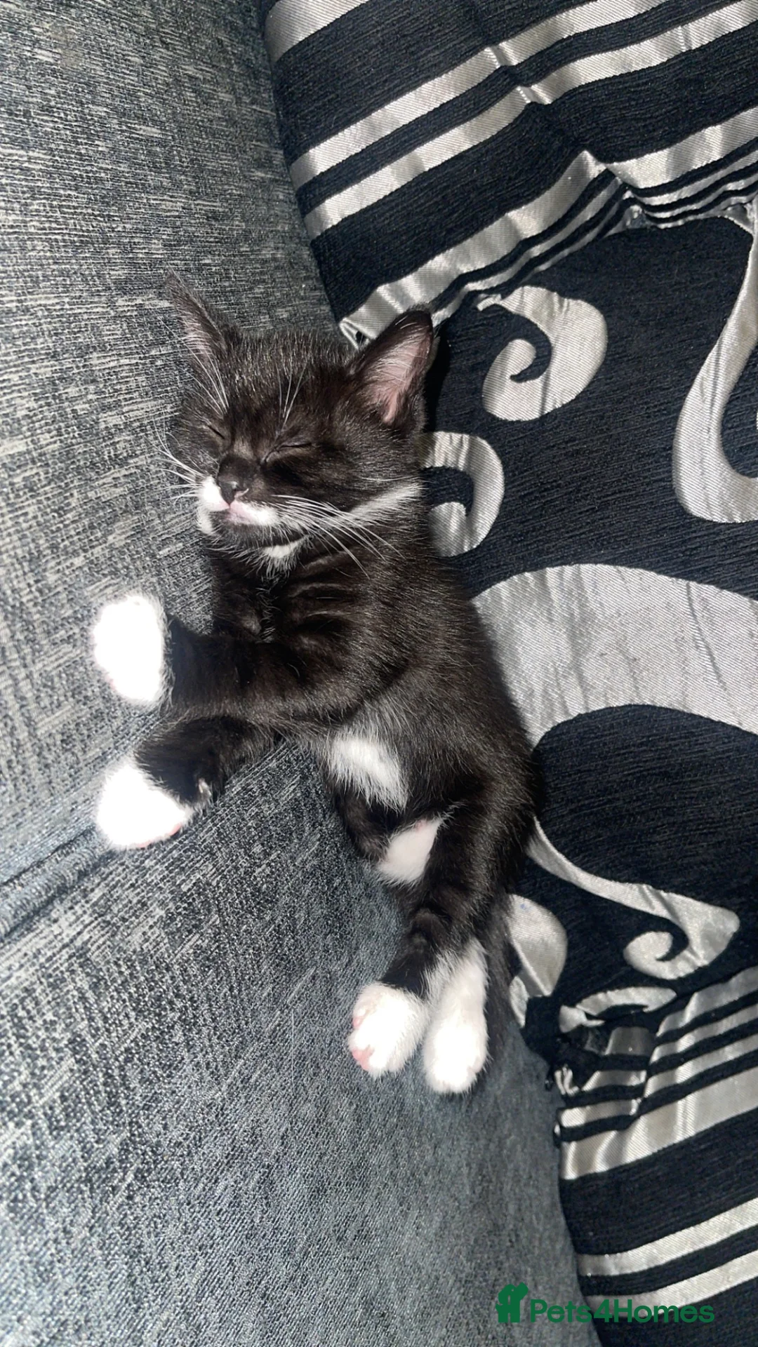 Mixed Breed cats for sale: British short haired x Scottish fold - Advert 2
