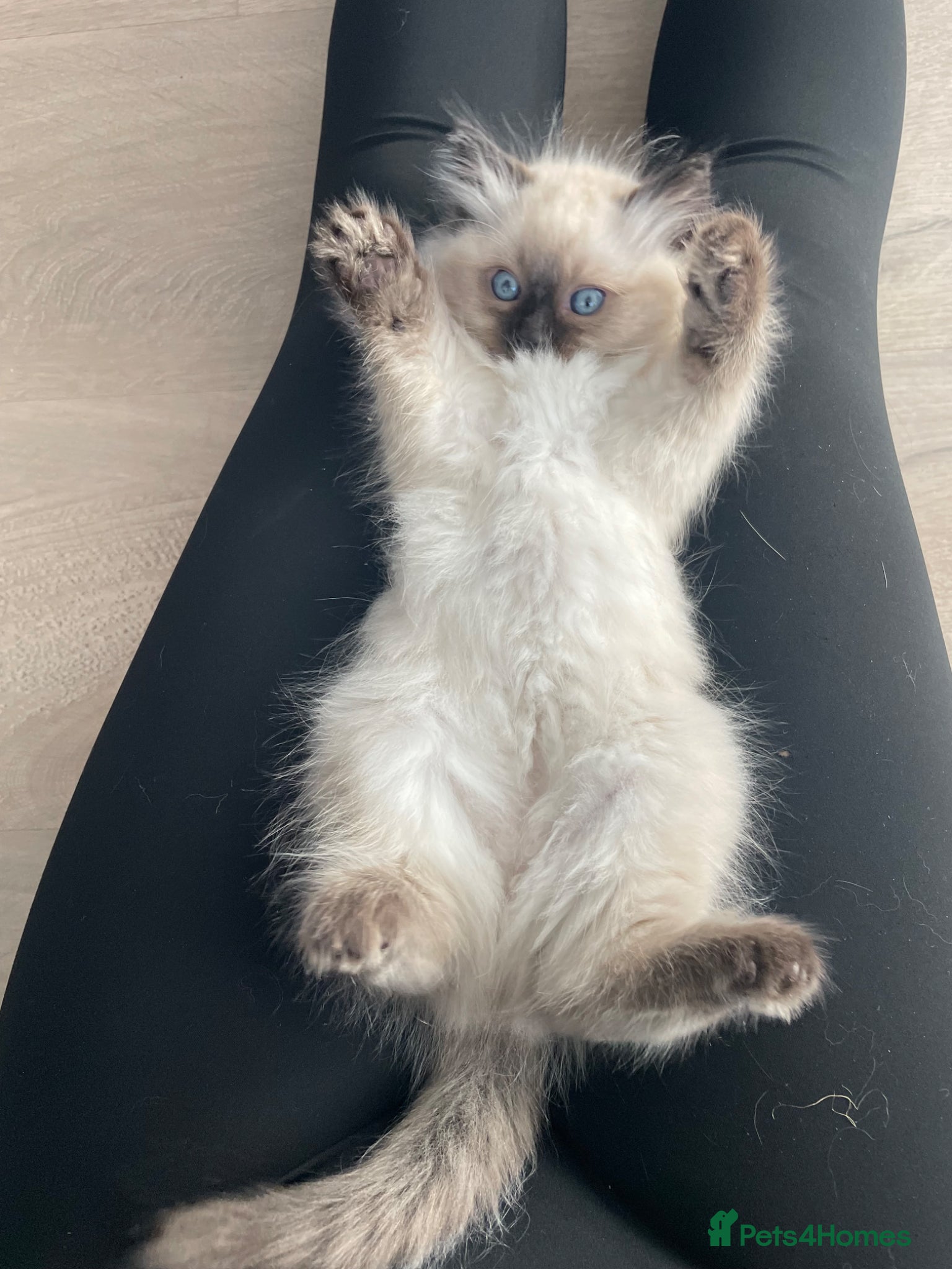 Ragdoll cats Three stunning baby boy ragdolls - Advert 4