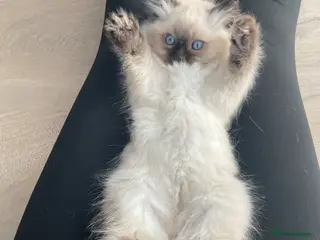 Ragdoll cats Three stunning baby boy ragdolls - Advert 2