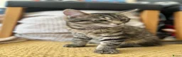 Mixed Breed cats for sale: European beautiful little girl - Advert 4