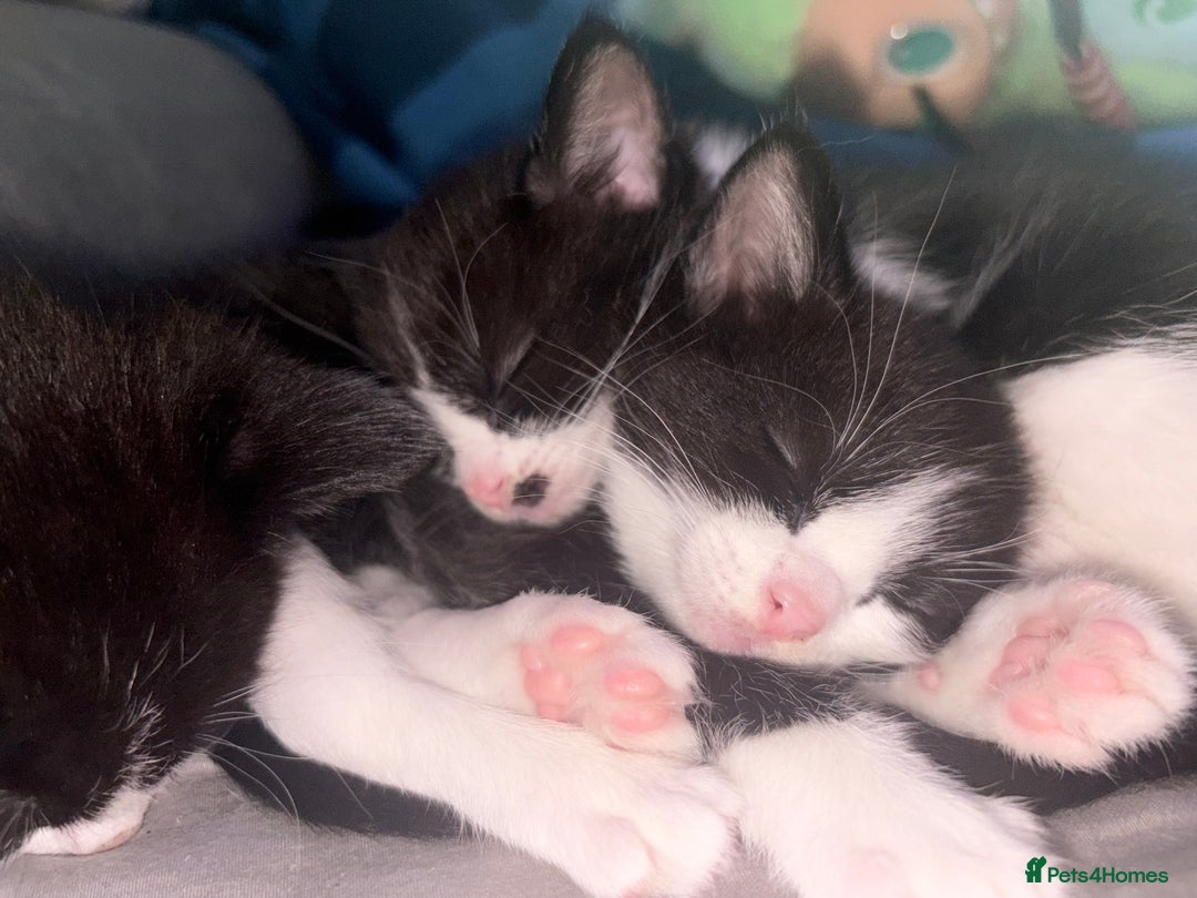 Ragdoll cats for sale:  Ragdoll X Kittens  - Advert 4