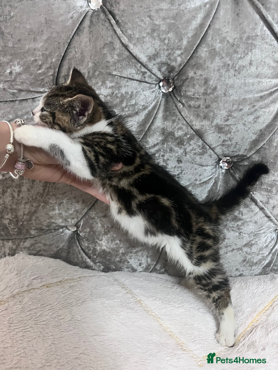 Bengal cats for sale: Bengal X kittens - Image 6