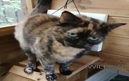 Mixed Breed cats for adoption: WILLOW AND TINKERBELL - Advert 3