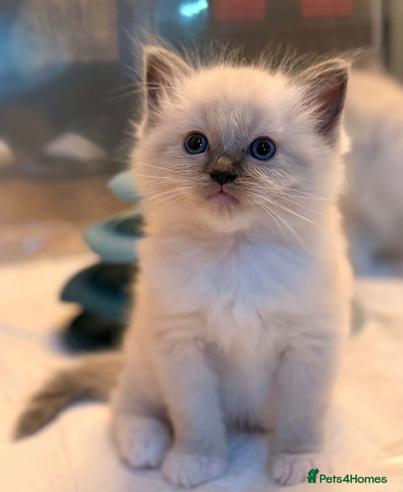 Ragdoll cats for sale: 3 kittens, 5 weeks old - Advert 21