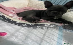 French Bulldog dogs for sale: French bulldog pup girl BLUE 13 weeks old - Image 27