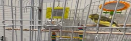 Budgerigars birds for sale: Friendly boy pair budgies with full setup! - Advert 10