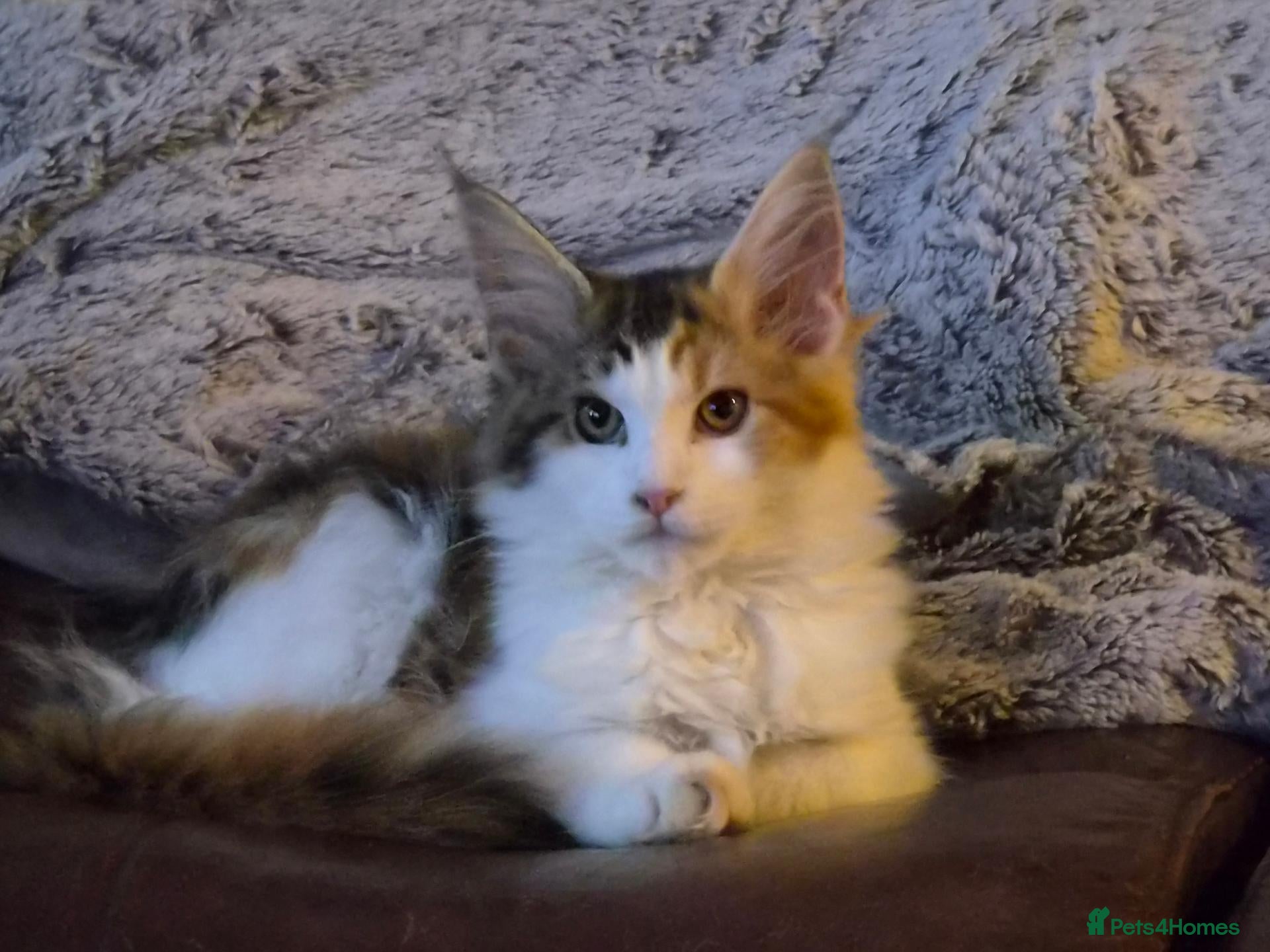 Maine Coon cats Beautiful Mainecoons  - Advert 6
