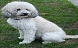 Saint Bernard dogs for sale: St Berdoodle (Saint Bernard standard Poodle) - Image 27