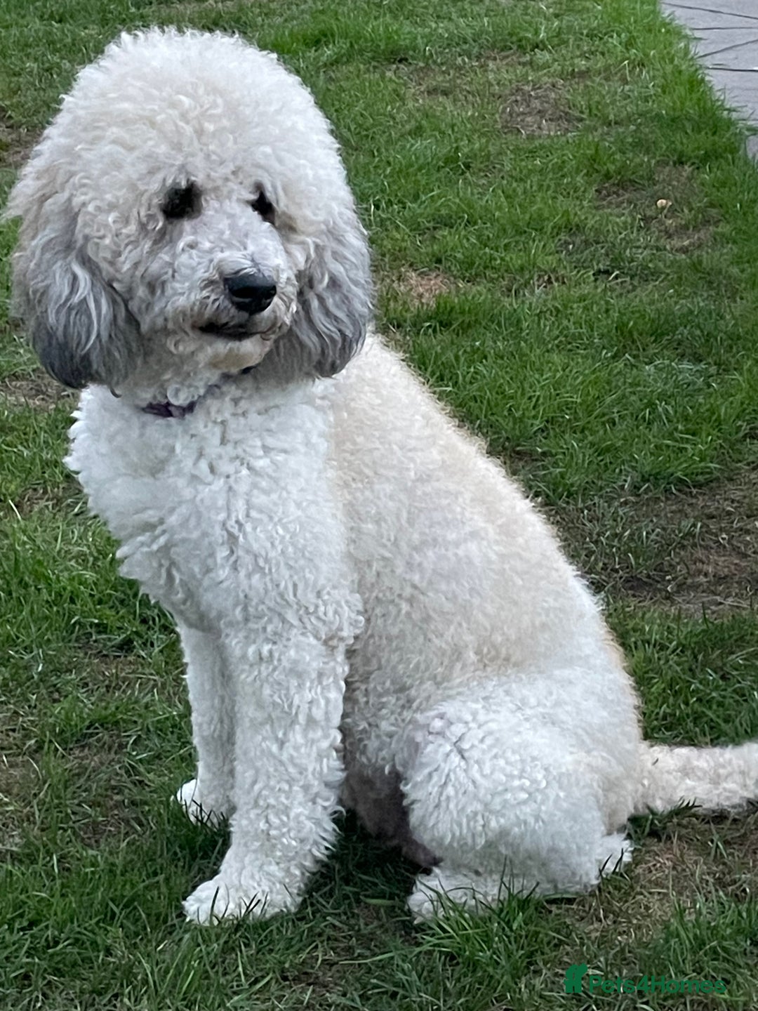Saint Bernard dogs for sale: St Berdoodle (Saint Bernard standard Poodle) - Image 27