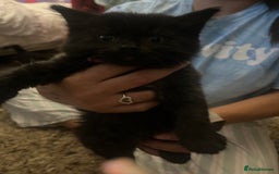 Mixed Breed cats for sale: 9 gorgeous kittens - Image 7