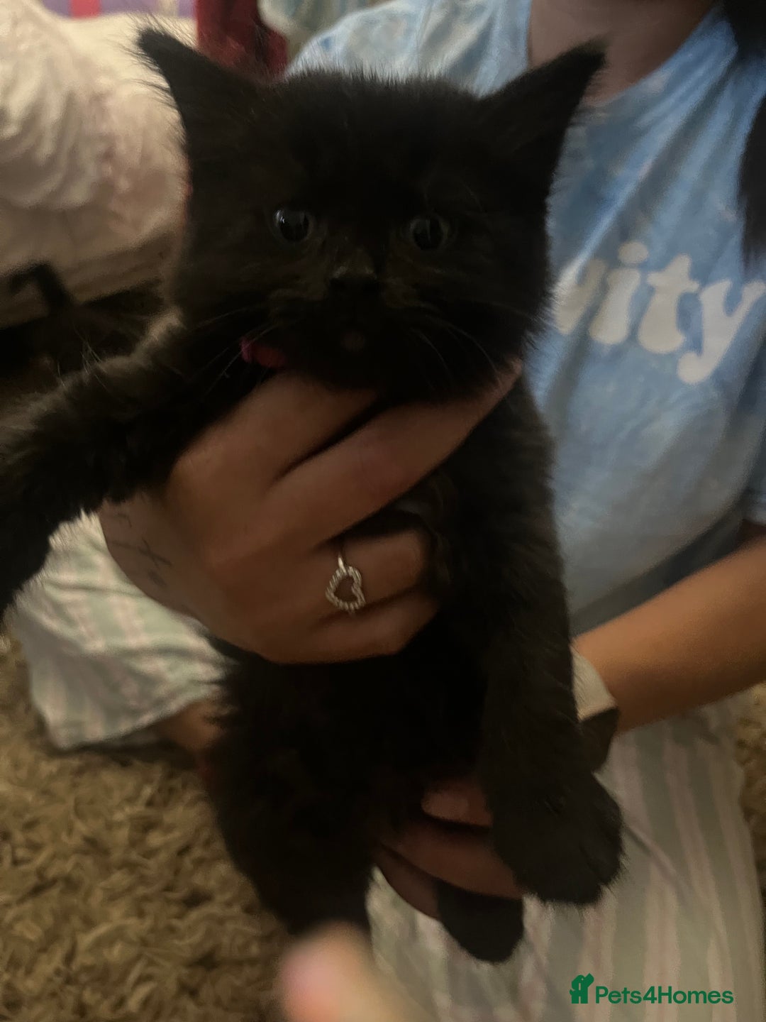Mixed Breed cats for sale: 9 gorgeous kittens - Image 7