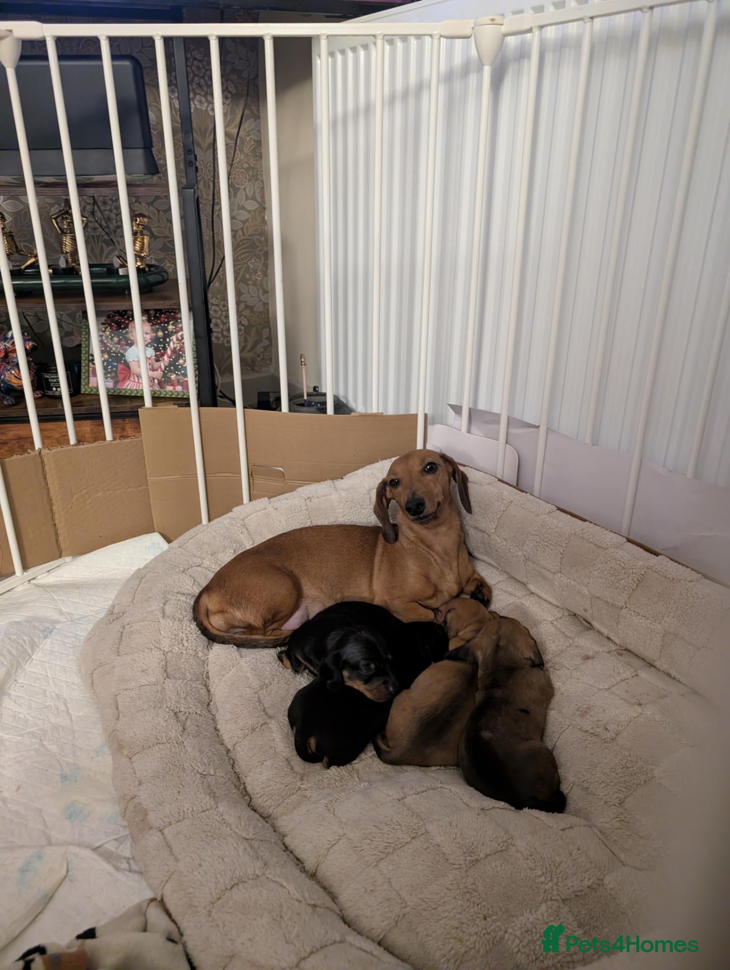 Dachshund dogs Mini dachshund puppies - Advert 7