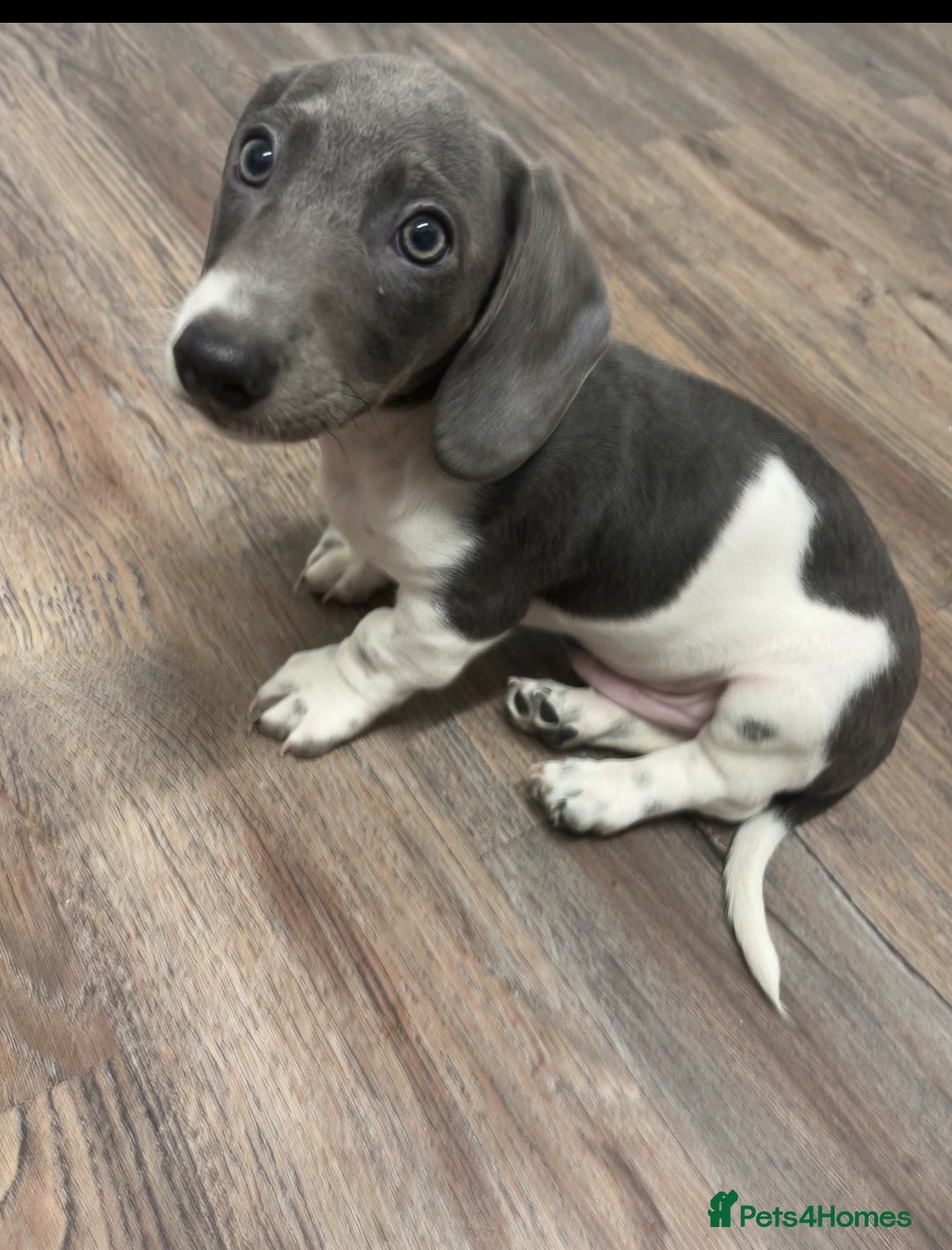 Dachshund dogs for sale: 🩶Silver miniature dachshunds litter READY TO GO🩶 - Image 14