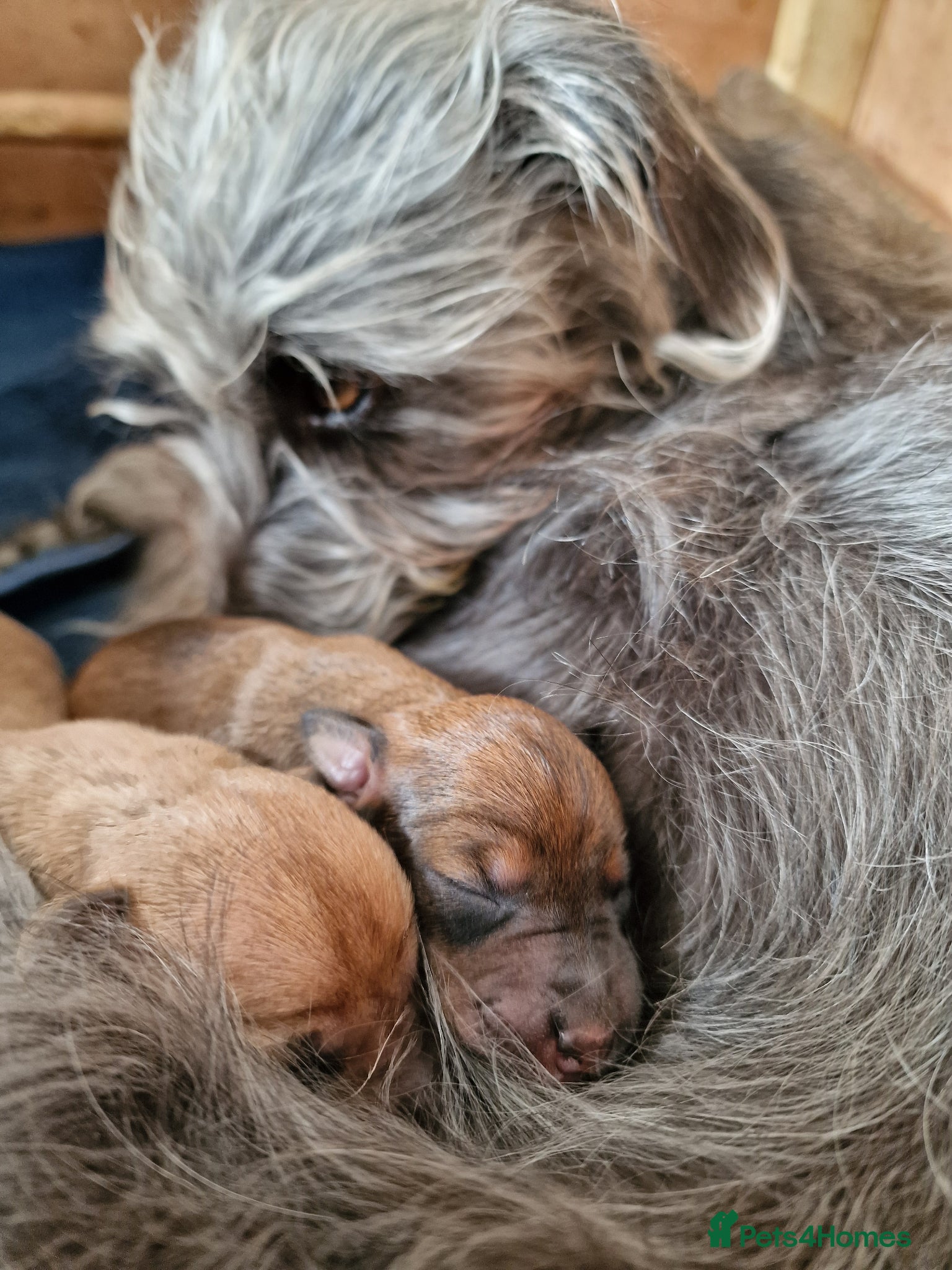 Mixed Breed dogs Italian Greyhound X Bedlington Whippet F1 - Advert 3