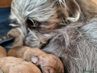 Mixed Breed dogs Italian Greyhound X Bedlington Whippet F1 - Advert 4