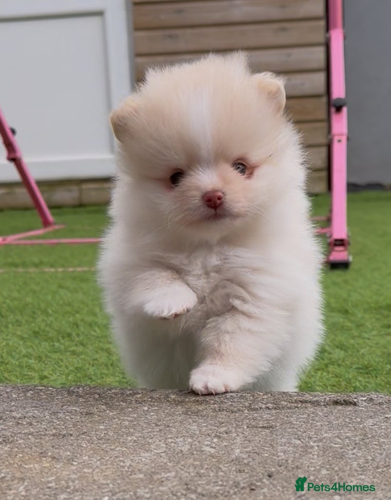 Pomeranian dogs The most stunning TEDDY KC REG Pomeranians - Advert 1