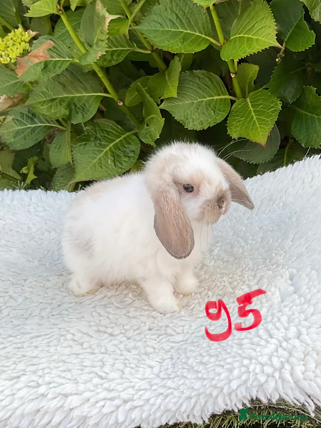 Mini Lop rabbits for sale: Pure bred mini lops baby rabbits . - Advert 12