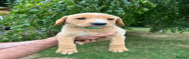 Labrador Retriever 1