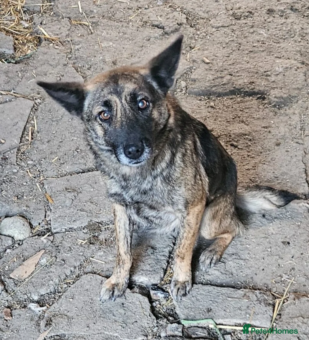 Mixed Breed dogs for adoption: 🌸 🐾 LIANA – a Lovely Girl for a Loving Home 🐾🌸 - Advert 4