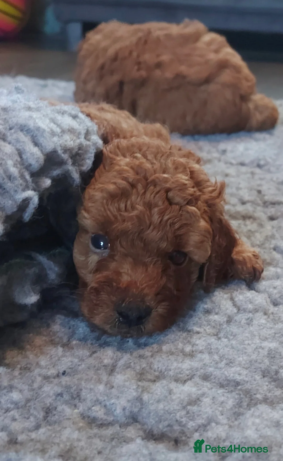 Toy Poodle dogs for stud: *KC Reg'd Toy Poodle Stud Dog*DNA Tested Clear* in Leyland - Advert 19