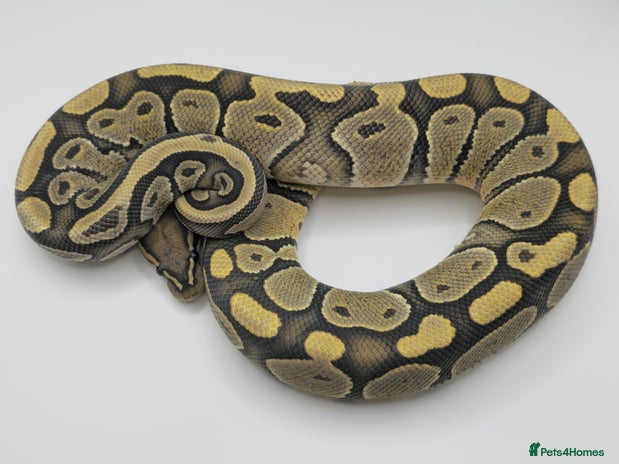 Python Snake reptiles - Advert 2