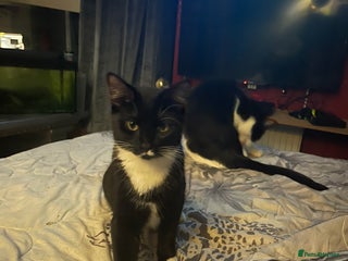 Domestic Shorthair cats TUX KITTEN - Advert 2