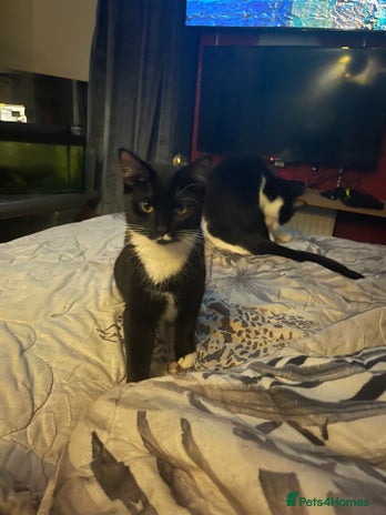 Domestic Shorthair cats TUX KITTEN - Advert 1