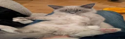 Ragdoll cats for sale: Ragdoll for rehoming 10 months old - Advert 6